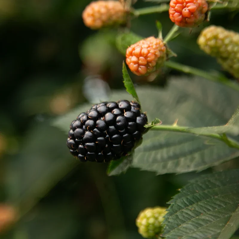 H52-blackberry-plant-1
