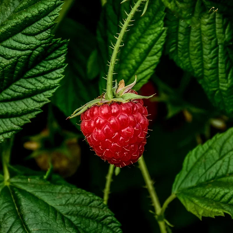 Raspberry
