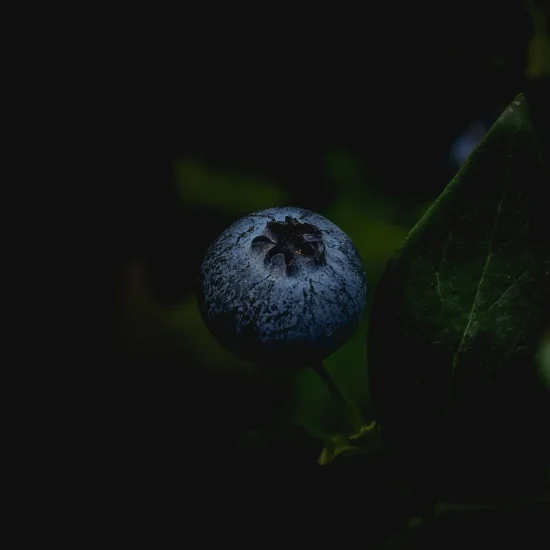 H52_Blueberry_closeup