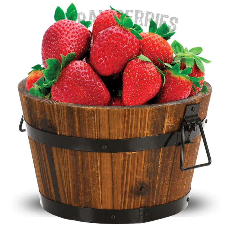 H52_Premium_sustainable_strawberry_bucket_3A