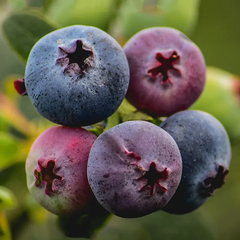 H52_blueberry_closeup_1