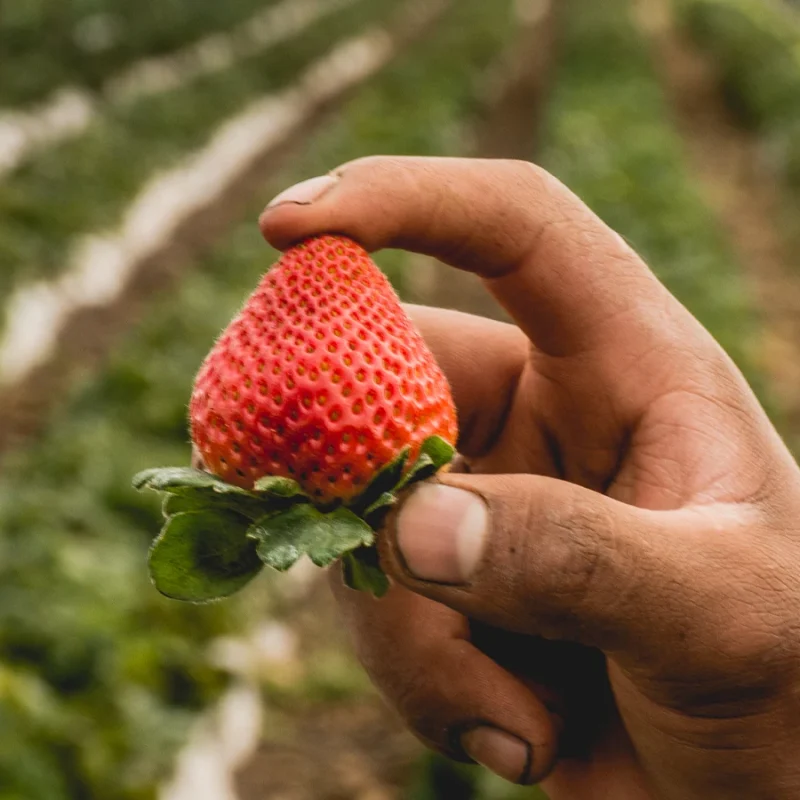 Mexico_Premium_Strawberries_H52_tn1